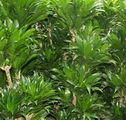 Dracaena compacta